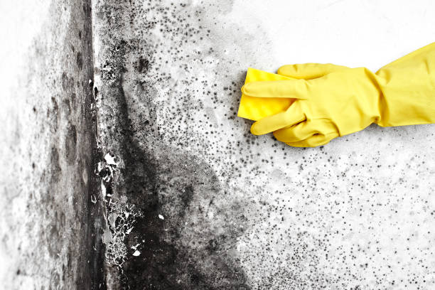 Best Same-Day Mold Removal  in Carrier Mls, IL