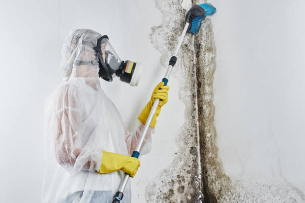 Best Commercial Mold Removal  in Carrier Mls, IL