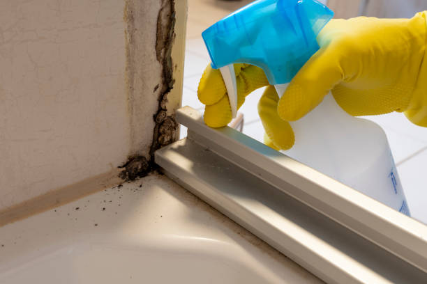 Best Affordable Mold Removal  in Carrier Mls, IL