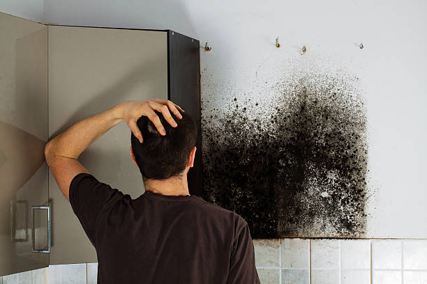 Best Fast Mold Removal  in Carrier Mls, IL