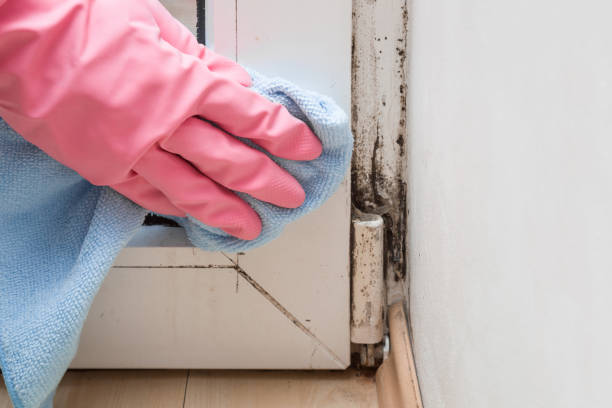 Best Emergency Mold Removal  in Carrier Mls, IL