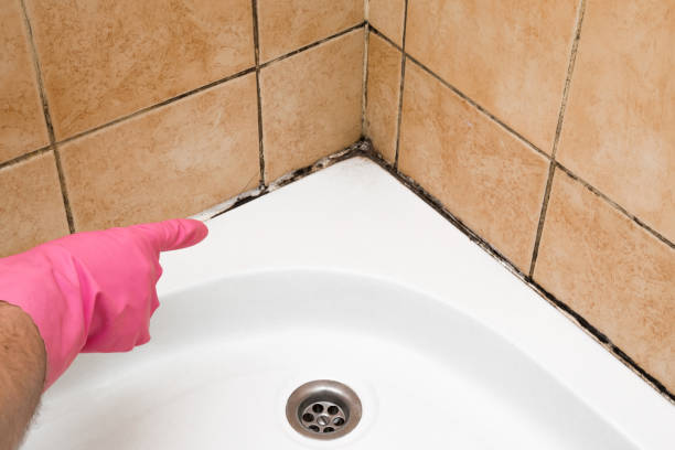 Best Mold Damage Repair  in Carrier Mls, IL